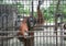 Big orang-utan in zoo