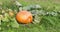 Big orange autumn ripe pumpkins