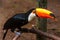 Big orange billed toucan sitting on the branch in the rainforest of Foz do Iguazu forest, Brazil