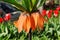 Big orange fritillary flower in garden