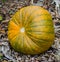 Big orange with green organic pumpkin laying in some wood chips in the garden halloween decoration vegetable