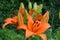 Big orange lilies, flowering lily