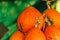 Big orange pumkins from an autumn harvest.