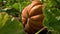 Big orange pumpkin growing on the field.