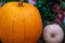 Big orange pumpkin and small gray closeup vegetable ripe autumn symbol