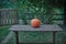 Big orange pumpkin on wooden old table