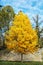 Big orange tree and blue sky, autumn scene, colorful november