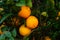 The big oranges hang on the fruit trees