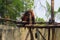Big orangutan in a zoo cage