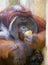 Big orangutang eats orange