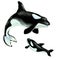 Big orca killer whale with cub on a white background, hand drawn watercolor