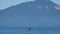 Big orca killer whale swimming in dark Pacific waters. Giant mammal on surface of oceanic water with beautiful mountains