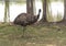 Big ostrich on a country safari farm