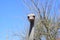 Big ostrich, muzzle with a huge beak, close-up. Beasts in captivity in the enclosure. Outdoor park with birds.