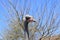 Big ostrich, muzzle with a huge beak, close-up. Beasts in captivity in the enclosure. Outdoor park with birds.