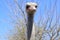 Big ostrich, muzzle with a huge beak, close-up. Beasts in captivity in the enclosure. Outdoor park with birds.