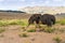 Big ostriches walking and grazing in Eswatini