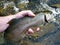 Big Owens Creek Rainbow Trout