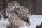 A big owl- eagle owl Eurasian eagle-owl sits on a snowy background