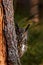 Big owl in forest habitat, sitting on old tree trunk. Eurasian Eagle Owl with big orange eyes, Germany. Bird in autumn wood,
