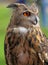 Big owl with orange eyes and the thick plumage