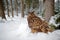 Big owl in the winter forest with snow. Eurasian Eagle Owl with snowy stump, Czech republic. Wildlife scene from nature.