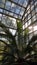 Big palm tree in greenhouse with bright sunlight. Coconut palm leaves on blurry transparent glass windows of greenhouse.