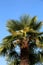 Big palm tree with many dates iwith blue sky