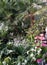 Big palm trees, green variegated plants and white and pink flowers