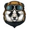 Big panda, bamboo bear portrait. Face of cute animal. Bear head. Vintage aviator helmet with googles.
