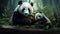 Big panda is eating bamboo. Species animal Portrait of panda