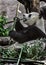 Big panda gnaws bamboo 1