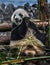 Big panda gnaws bamboo 2