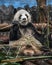 Big panda gnaws bamboo 4