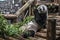 Big panda gnaws bamboo 6