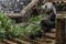 Big panda gnaws bamboo 8