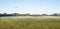 Big Panorama of a grainfield in the morning sun with fog. Bayreuth, Germany.