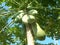 Big papaya hanging on the tree