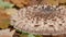 Big parasole mushroom close-up. Macrolepiota procera mushroom. Panoramic camera move