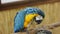 Big parrot close up. Blue and yellow macaw