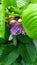 Big pasion fruit flower bloom in march, an exotic plant wallpaper