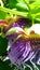 Big pasion fruit flower bloom in march, an exotic plant wallpaper