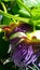 Big pasion fruit flower bloom in march, an exotic plant wallpaper