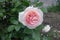 Big pastel pink flower of rose in the garden