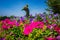 Big peacock bird miniature made from green grass and tree with petunia flower - photo