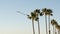 Big pelican birds flying, pelecanus flock soaring in sky. Palm trees in Oceanside, California USA.