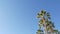 Big pelican birds flying, pelecanus flock soaring in sky. Palm trees in Oceanside, California USA.