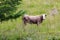 Big perky bull on Scottish pasture looking straight