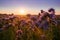 Big phacelia field at sunset