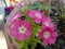 Big phlox flower plant blooming in India Uttar Pradesh Kanpur